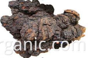 Extrait de plante en vrac de haute qualité Poudre d'extrait de champignon Chaga biologique